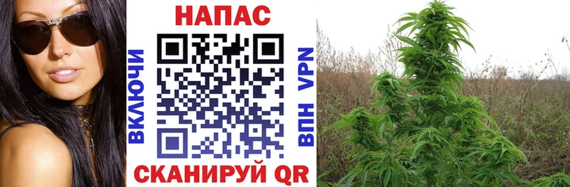 МАРИХУАНА SATIVA & INDICA  Купить закладки  Карабаш 